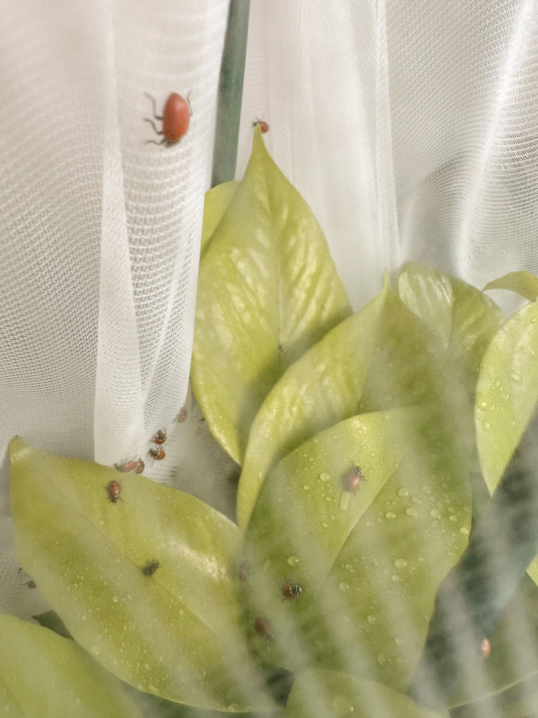 DIY Houseplant Hospital: An Enclosed Habitat for Beneficial Insects