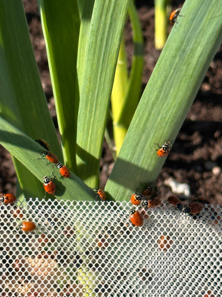 Ladybugs 101: Your Guide to Natural Pest Control