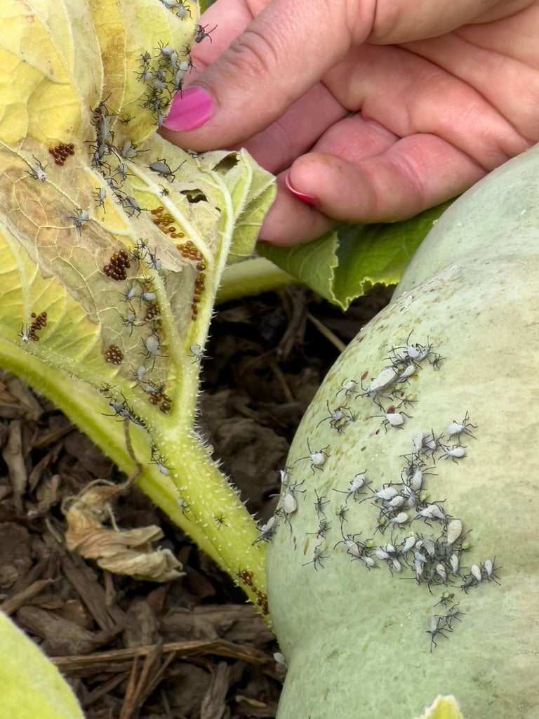 A Guide to Managing Squash Bugs Naturally