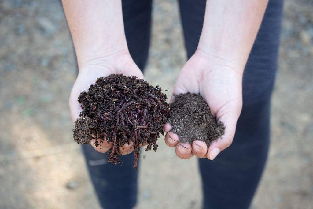 Why Every Home Needs a Worm Bin (Even if You Don't Garden!)