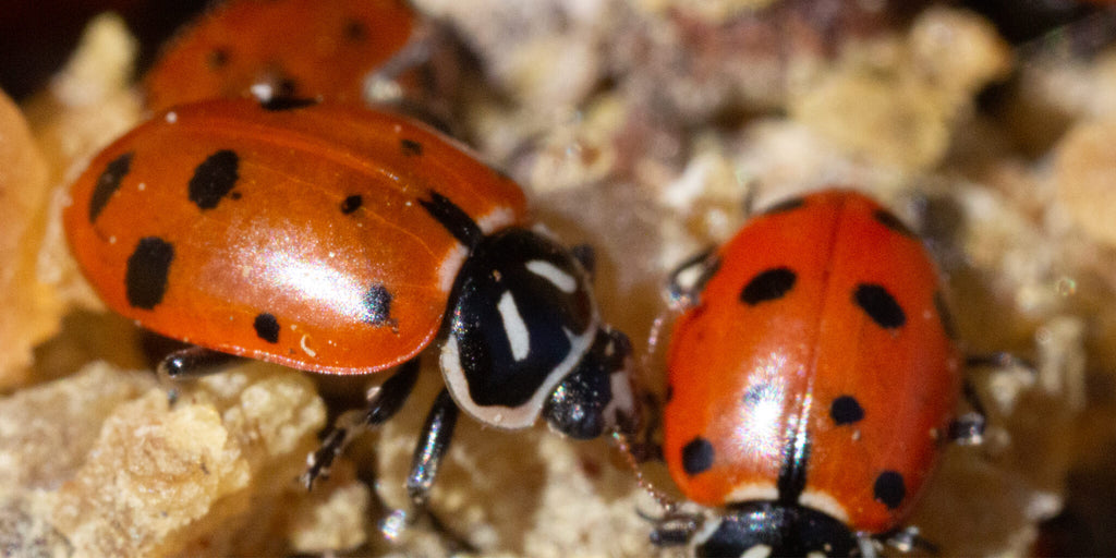 Live Ladybugs and other Beneficial Insects to control Pest Insects ...