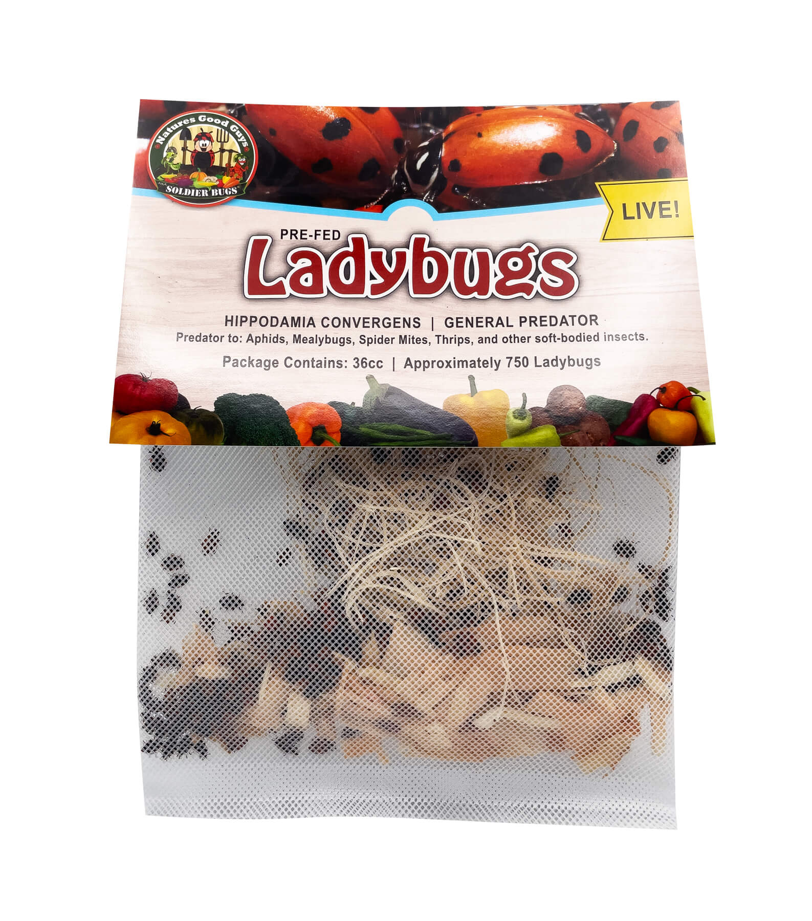 Pre-Fed Ladybugs - General Predators – NaturesGoodGuys