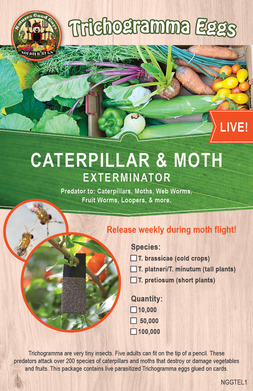 Trichogramma Eggs on Hanging Cards  Caterpillar & Moth Control –  NaturesGoodGuys